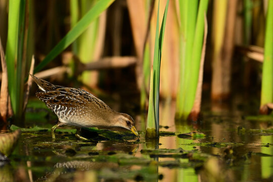 Sora bird feeding on aquatic plants and crustations between the reeds in a freshwater marsh