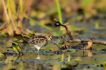 Unusual looking Wilson's Snipe bird with a very long beak probes the soil in a fresh water marsh in search for food