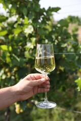Man holding glass with tasty wine outdoors, closeup