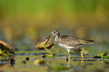 Greater Yellowlegs sandpiper probes the soil in a freshwater marsh in search for food