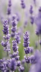 Obraz premium Beautiful fresh lavender flowers on a white background vertical