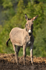 Cute Donkey in a muddy field after heavy rain