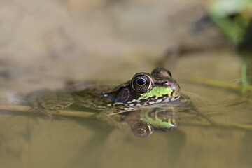 Northern Leopard Frog sitting in a puddle 