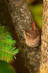 Winter Wren perched at side of a tree along the forest floor