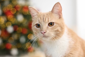 Cute ginger cat in room decorated for Christmas, closeup