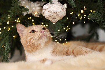 Cute ginger cat lying on rug near Christmas tree indoors, closeup