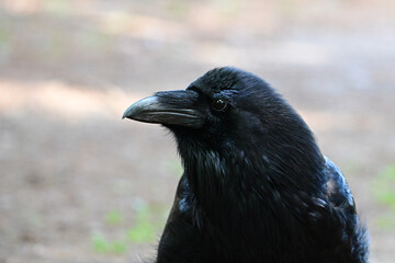 Close up portrait of a a Raven