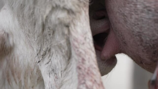A lambs first steps and feeding