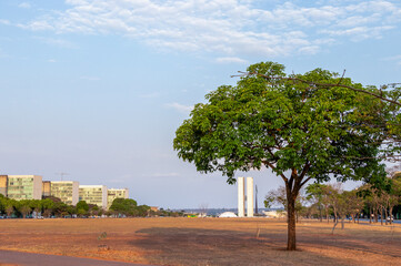 Obraz premium tree on the esplanade of the ministries in Brasília