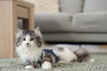 Cute cat wearing recovery suit after sterilization at home
