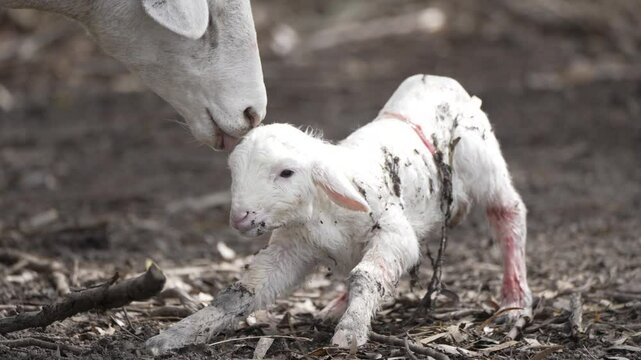 A lambs first steps and feeding