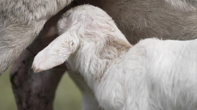A lambs first steps and feeding