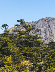 Hallasan National Park, Jeju island, South Korea, spring landscape view of Yeongsil trail, Halla volcano peak, trekking and climbing to Halla mountain, travel and hiking in Korea, Jeju-do, sunny day