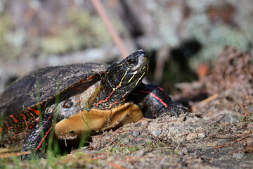 Painted turtle sits in sanding bank of a lake looking around