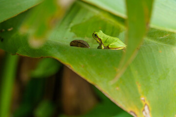 葉陰で休むアマガエルとナメクジ