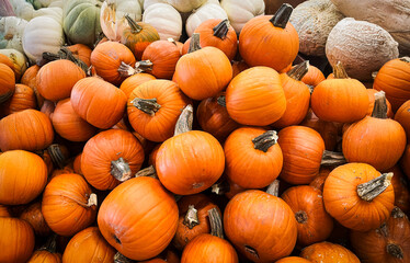 pile of pumpkins