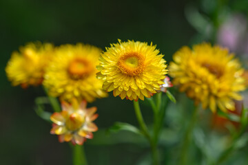 Straw yellow outside on a plant.

