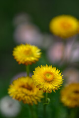 Straw yellow outside on a plant.
