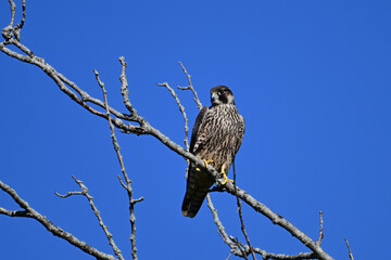 Peregrine Falcon with its sharp eyes sits perched in a tree hunting for prey