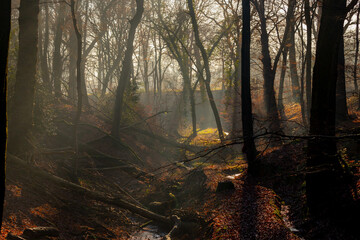 Obraz premium Misty forest in winter with sunlight and foggy in the morning, Rays of sun shine into through the wood with shadow of trees, Winter landscape in countryside of the Netherlands, Nature background.
