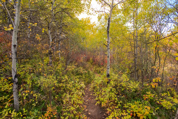 Autumn at Cranberry Flats Conservation Area