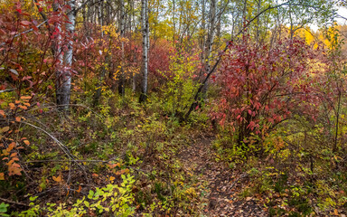 Autumn at Cranberry Flats Conservation Area