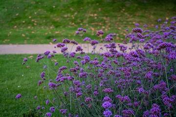 Group of  Argentinian Vervain (Verbena bonariensis) flowers in a park during autumn