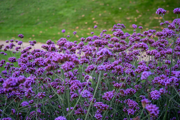 Obraz premium Image of a group of Argentinian Vervain flowers in a park
