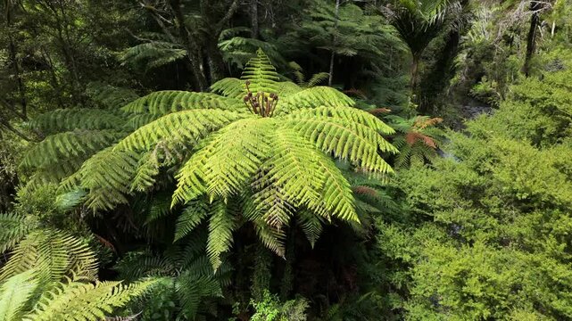 Native tropical forest of punga trees and river on the Cascade Kauri Walk, Waitakeres, Auckland, New Zealand.