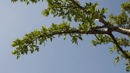 Obraz premium leaves against sky