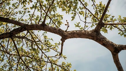 Fototapeta premium tree branches against sky