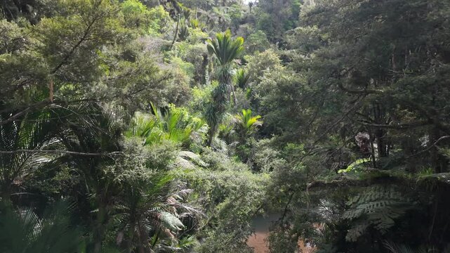 Cascade Kauri Walk, Waitakeres, Auckland, New Zealand.