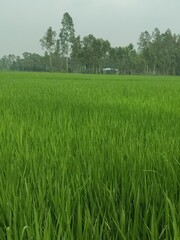 rice field