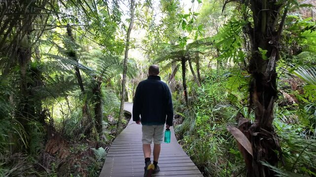 Man on a boardwalk bridge in native tropical forest on the Cascade Kauri Walk, Waitakeres, Auckland, New Zealand.