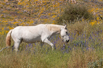 Fototapeta premium Wild Horse in the Salt River Area Arizona in Springtime