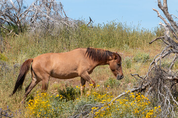 Wild Horse in the Salt River Area Arizona in Springtime