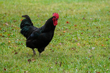 Large black Australorp rooster free ranging. Beautiful bird.
