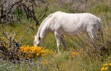 Fototapeta premium Wild Horse in the Salt River Area Arizona in Springtime