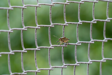 キマダラカメムシ