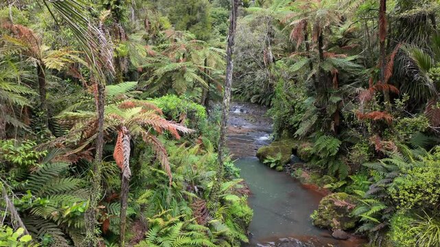 Native tropical forest, punga trees and river on the Cascade Kauri Walk, Waitakeres, Auckland, New Zealand.