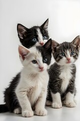 Trio of kittens against a white background