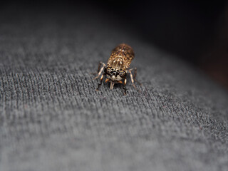 Haematopota pluvialis