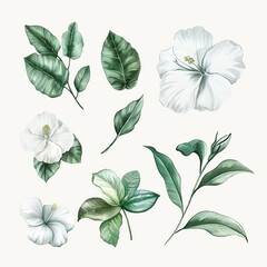 Set of Aesthetic Tropical White Flower Watercolor Clipart