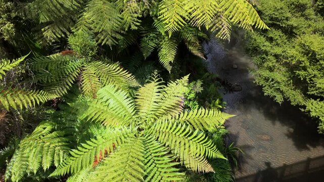 Native tropical forest of punga trees and river on the Cascade Kauri Walk, Waitakeres, Auckland, New Zealand.