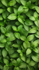 Green Mint Leaves Background in Soft Natural Light.