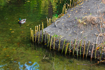 Strengthening the bank of a decorative pond or stream with water and a duck. Cut even branches are stuck into the ground near the water