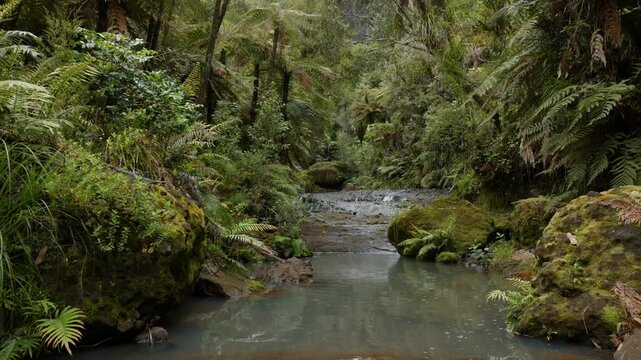 Creek and native tropical forest on the Cascade Kauri Walk, Waitakeres, Auckland, New Zealand.