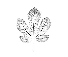 Black and white stamp impression of a leaf or plant with organic texture. Isolated leaf print for floral art or pattern.