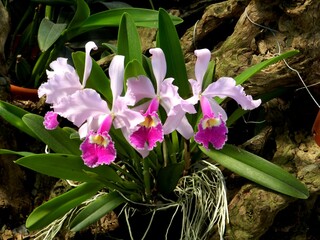 La orquídea es flor emblemática que identifica la nacionalidad colombiana.  © LuisGonzaga