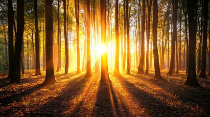 Fototapeta premium A peaceful forest scene at golden hour, with the sunlight streaming through the trees, casting long shadows and lighting up the forest floor with a golden hue